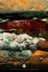 Oglivy Burger King Mouldy Whopper Image