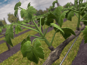 Certis Virtual Farm